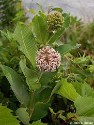 Asclepias Syriaca Common Milkweed Minnesota Wildflowers Milkweed Plant Milkweed Asclepias