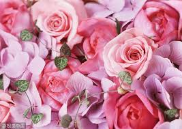 Most of the efforts you make in caring for your roses in early spring will photo: Tips To Take Care Of Cut Roses Cgtn