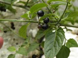 Image result for Solanum americanum