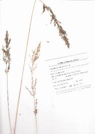 Image result for Agrostis pilgeriana