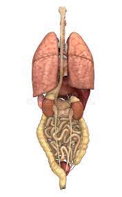 The lungs, heart, stomach, and intestines, for example, can expand and contract without distorting other tissues or disrupting the activity of nearby organs. Internal Organs Back View Stock Illustrations 87 Internal Organs Back View Stock Illustrations Vectors Clipart Dreamstime