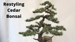 Eastern white cedar (chamaecyparis tyoides / little jamie). Bonsai Restyle Of A Cedar Bonsai How To Shape And Wire Branches Youtube