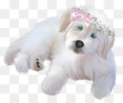 Puppies for sale from dog breeders near oregon. Goldendoodle Png Black Goldendoodle Goldendoodle Drawing Goldendoodle Cartoon Mini Goldendoodle Goldendoodle Face Goldendoodle Silhouette Black And White Goldendoodle Goldendoodle Silhouette Goldendoodle Logo Goldendoodle Shirts Apricot Goldendoodle