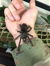 Antilles pink toe tarantula avicularia versicolor. Antilles Pinktoe Tarantula Care Sheet