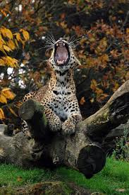 Banham Zoo Sri Lanken Leopard Small Wild Cats Animals Animals Wild