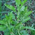 Image result for Erigeron steudelii