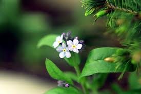 Image result for photos of flowers