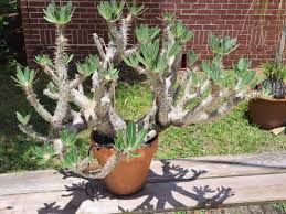 Image result for Pachypodium