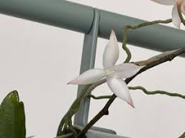 Image result for Aerangis stelligera