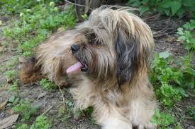 Most malti poos shed little or none and are a good match for allergy sufferers. Silky Tzu Complete Guide Info Pictures Care More Pet Keen