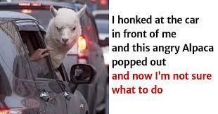 We have your cute animal memes and pics right here for when you're feelin' a little down! 39 Funny Animal Memes That Are Impawsible Not To Laugh At
