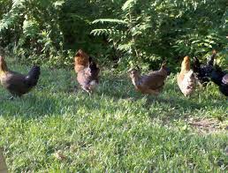 Check spelling or type a new query. Deciding To Free Range Your Flock Backyard Chickens Learn How To Raise Chickens