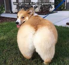 Find out how to prevent obesity in dogs. 50 Funniest Fat Dog Memes On The Internet Guaranteed To Lol
