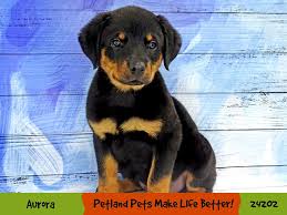 Browse thru our id verified puppy for sale listings to find your perfect puppy in your area. Rottweiler Puppies Petland Aurora