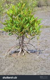 Image result for Avicennia marina