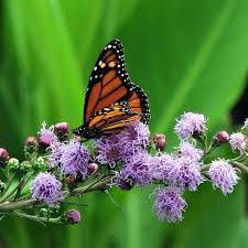 The late season seeds are popular with goldfinches. Meadow Blazing Star Liatris Ligulistylus High Country Gardens
