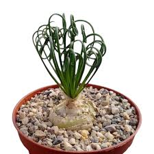Image result for Albuca sp. no. 1