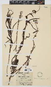 Image result for Neoboutonia melleri