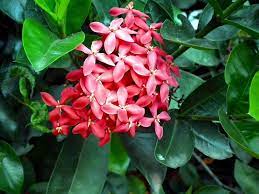 Ixora Plant Care Learn About Growing An Ixora Bush Tropical Landscaping Landscaping With Rocks Flowering Bushes