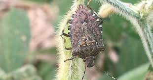 Image result for Heteromorpha stenophylla