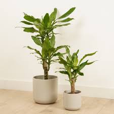 Image result for Dracaena steudneri