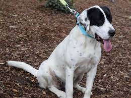 We rescue animals from local high kill shelters and from abandonment, then we help heal and comfort them and find them forever homes. Pin On Rescues
