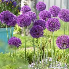 Purple Allium Bulbs Purple Sensation Allium Aflatunense From Wm Perennial Bulbs Purple Flowering Plants Bulb Flowers