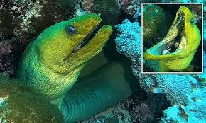Florida Diver S Close Encounter With A Huge Snappy Moray Eel Moray Eel Underwater Animals Sea Life Artwork