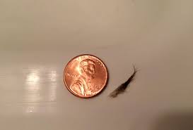 ずっと見ていられる長めのアゴ髭抜き the ingrown hair removal at home. Pulled This Hairy Gooey Mess Out Of My Belly Button This Morning Popping