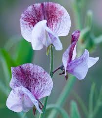 Image result for Lathyrus