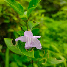 Image result for Ruellia patula