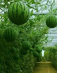Water Melon Running In A Circle Fruit Garden Plants Veggie Garden