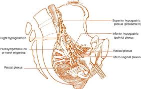 The pelvic girdle consists of two symmetrical halves. Pelvic Anatomy And Mri Sciencedirect