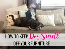 Benefits of preventing smelly dog troubles. How To Keep Dog Smell Off Your Furniture Kol S Notes