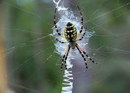 In most cases, a banana spider bite will only produce slight redness and pain at the bite site, less severe than a bee sting. The Giant Banana Spiders Part Of Our Panhandle Summer Panhandle Outdoors