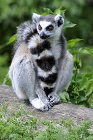 75 Lemurs ideas