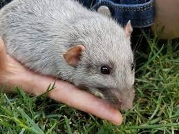 Tavey Our Male Silvermane Dumbo Rat Is Now Up For Adoption Dumbo Rat Rats Pet Rats