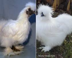 Game chicken farms near me. How I Make 1 000 A Month From 15 Chickens Murano Chicken Farm