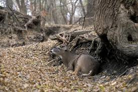 Le sport en chambre est également favorable à la perte de calories pour les femmes un peu rondes et contribue au maintien de la silhouette car il fait travailler un certain nombre de muscles. 8 Bedding Habits Of Mature Deer Realtree Camo