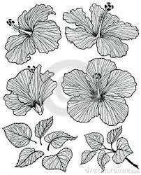 Flowers Drawing Illustration Hibiscus 27 Trendy Ideas Flower Drawing Flower Illustration Flower Graphic