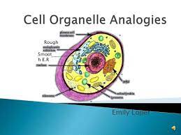 Cell Organelle Analogies Science Cells Fun Science Cell Transport