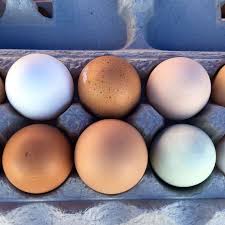 Small White Bird Eggs With Brown Spots Farmersmarket Every Egg Has Its Own Story Today I Learned So Many Interesting Facts From The Chicken Stand Guy Chicken In 2020 Chicken Eggs White Eggs Family Meals