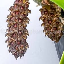 Image result for Biophytum crassipes