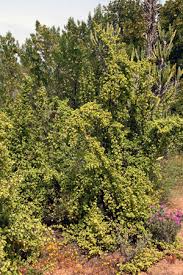 All of a sudden my elephant food in an 8'x8' brick planter is yellowing off and looks like it is dying. Elephant Bush Portulacaria Afra Wisconsin Horticulture
