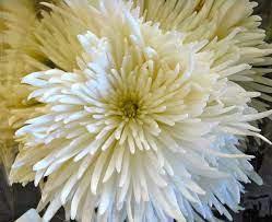 Plantidote Of The Day 2011 08 01 Australian Native Flowers Chrysanthemum Chrysanthemum Morifolium