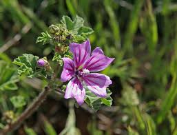 Image result for Grewia inaequilatera