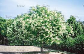 Image result for Styphnolobium japonicum