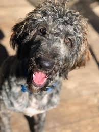 Lancaster puppies has your labradoodle puppy. Tigger Tx Idog Rescue Labradoodle Goldendoodle Rescue Facebook