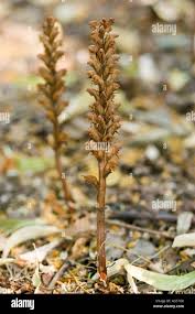 Image result for Orobanchaceae