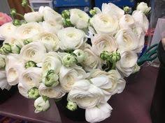 This page is to show upcoming flowers that are in season and the varieties of flowers. Ramirez Wholesale Flowers Inc Ramirez760 Profile Pinterest